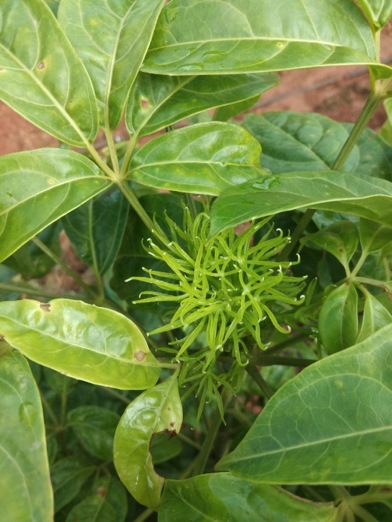 火镰菜苗滇西南药食兼用树种