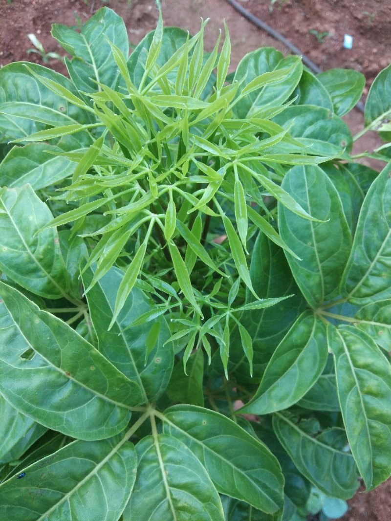 火镰菜苗滇西南药食兼用树种