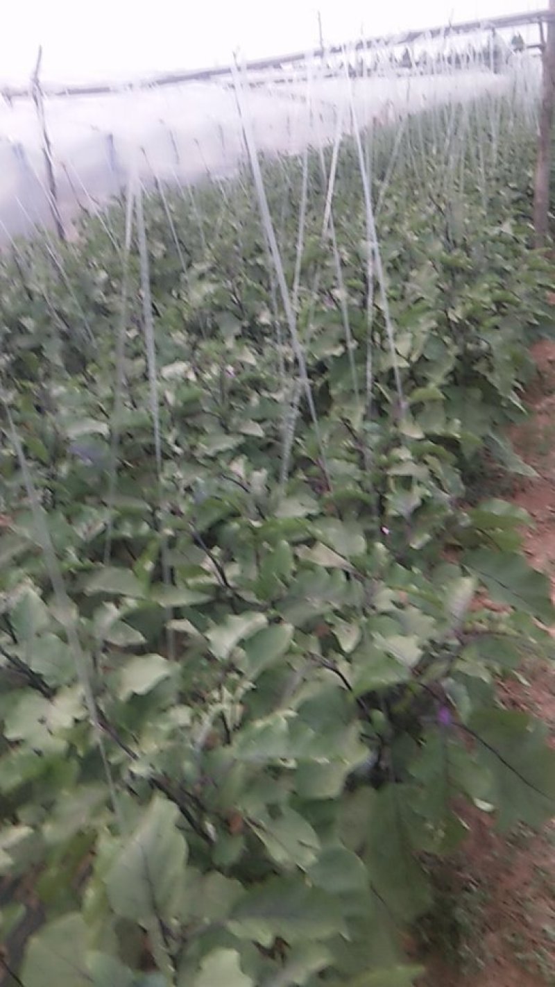 福禄长茄，质优量大