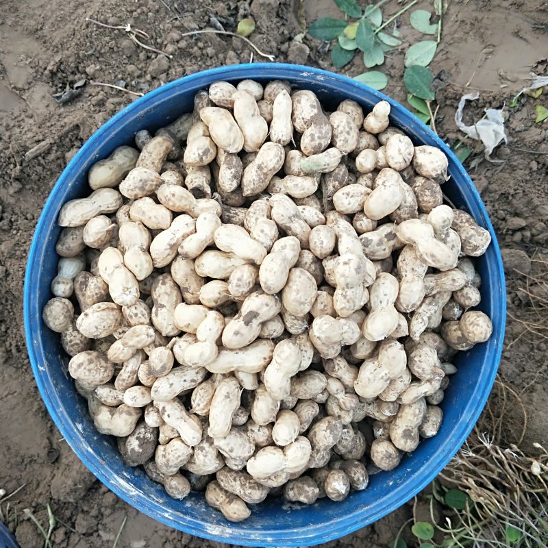 大量鲜花生，欢迎大家来采购，性价比高，饱满度好，