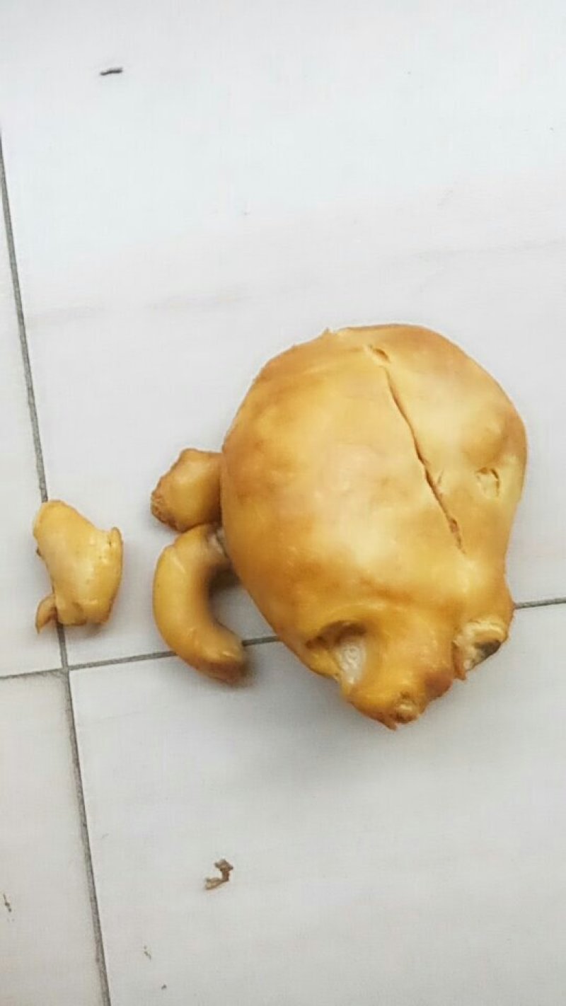 岀售鸡宝