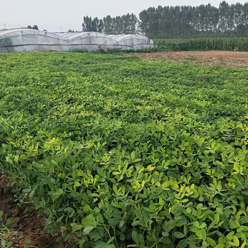 大量鲜花生，欢迎大家来采购，性价比高，饱满度好，