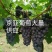 【牛商】山东大棚茉莉香京亚葡萄大量新鲜供应