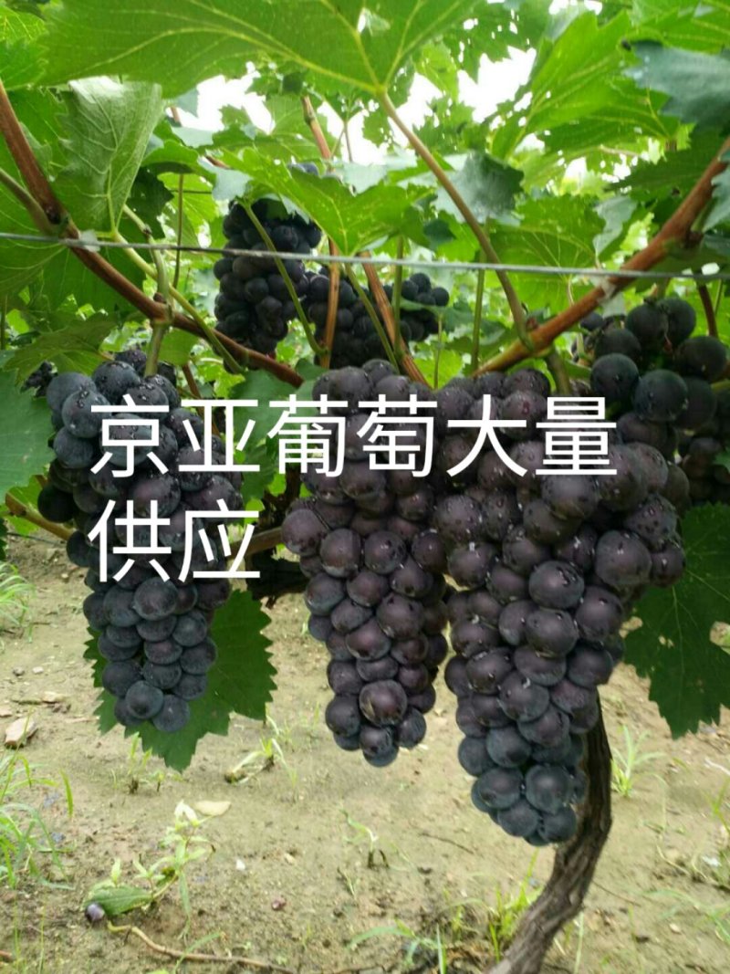 【牛商】山东大棚茉莉香京亚葡萄大量新鲜供应