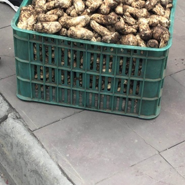 雅江县松茸