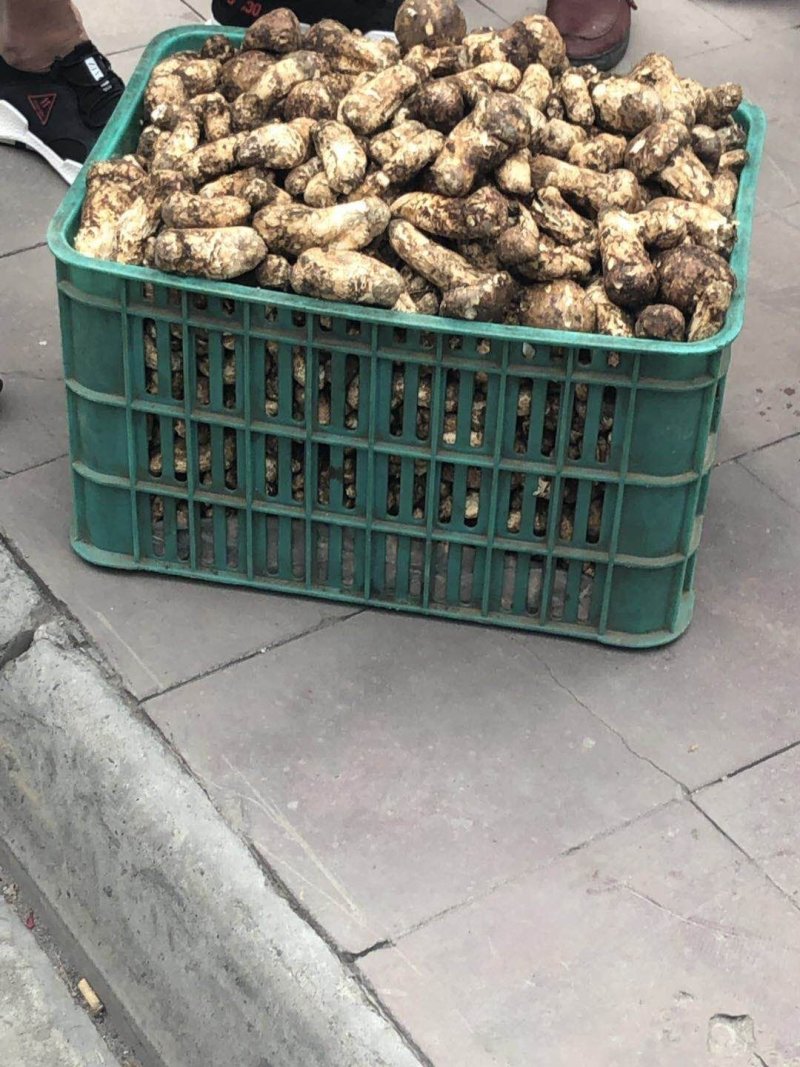 雅江县松茸