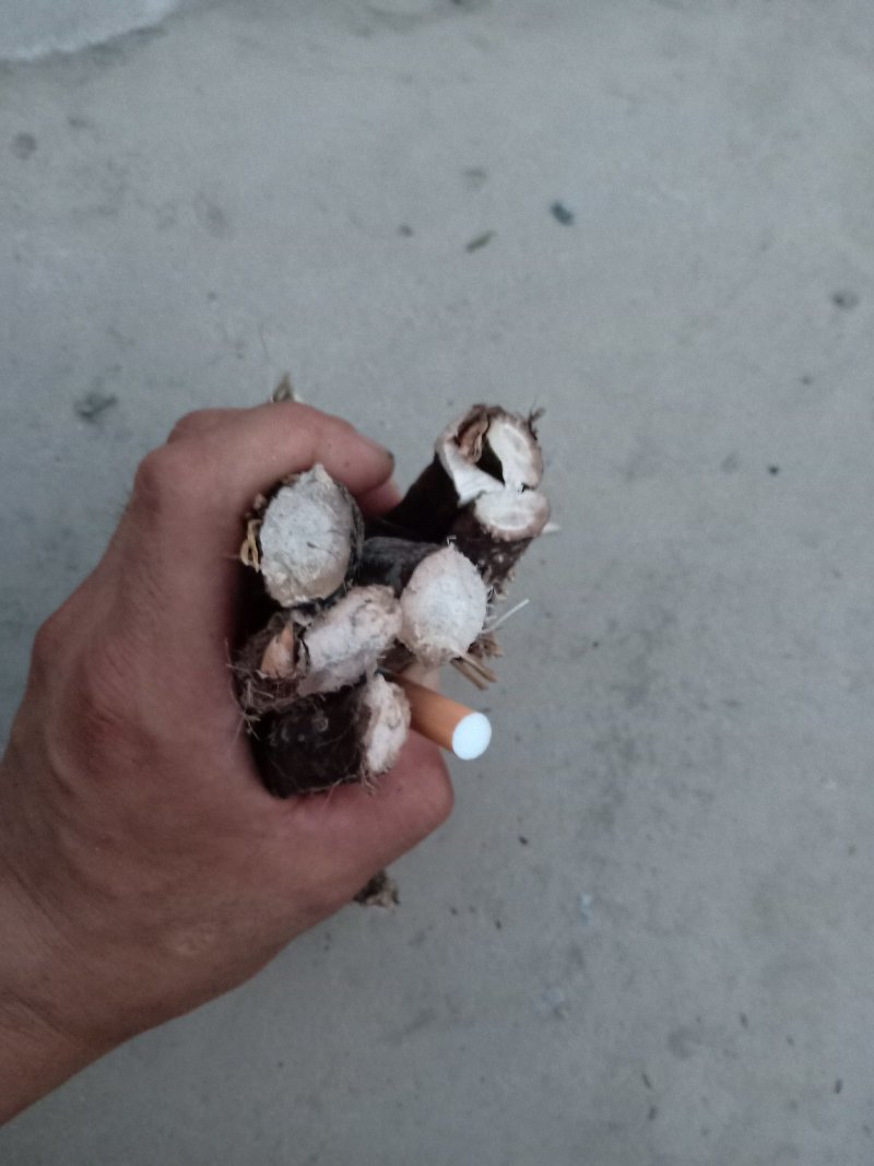 水菖蒲根