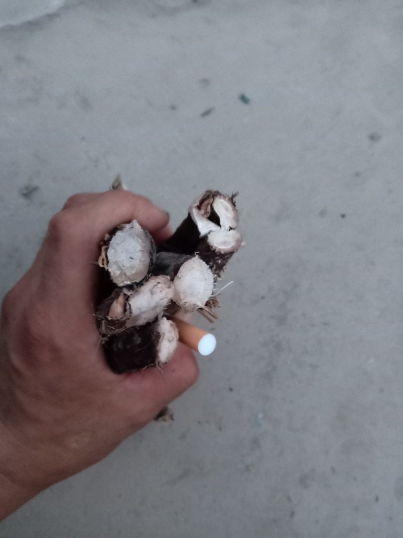 水菖蒲根