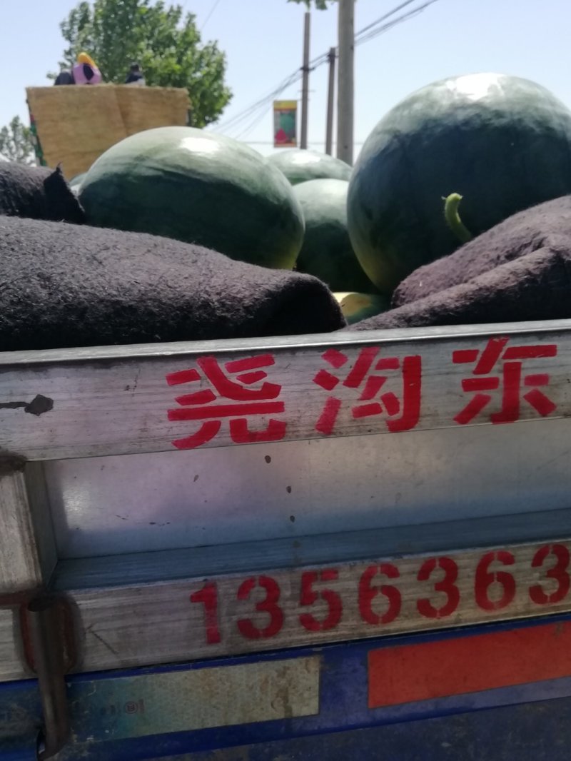 无籽西瓜10斤打底9成熟1茬