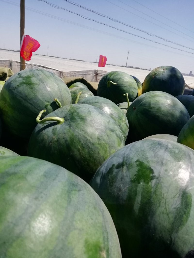 无籽西瓜10斤打底9成熟1茬
