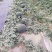 无籽西瓜10斤打底9成熟1茬