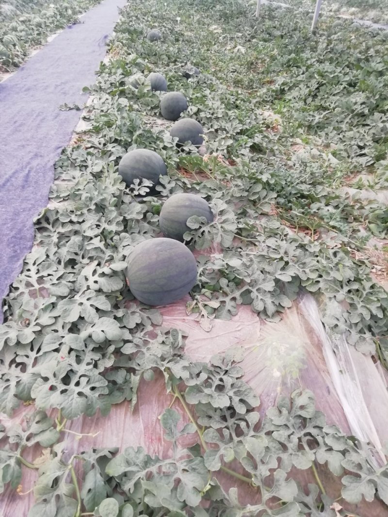无籽西瓜10斤打底9成熟1茬
