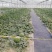 无籽西瓜10斤打底9成熟1茬