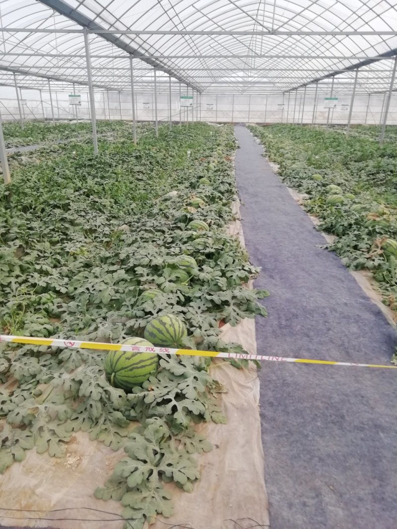 无籽西瓜10斤打底9成熟1茬