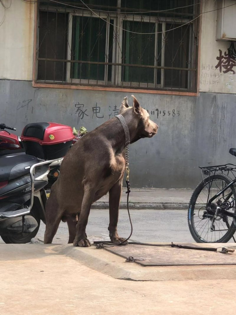宠物狗