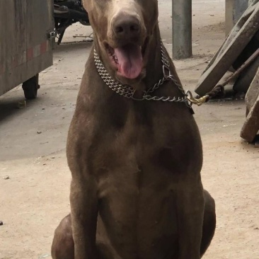 宠物狗