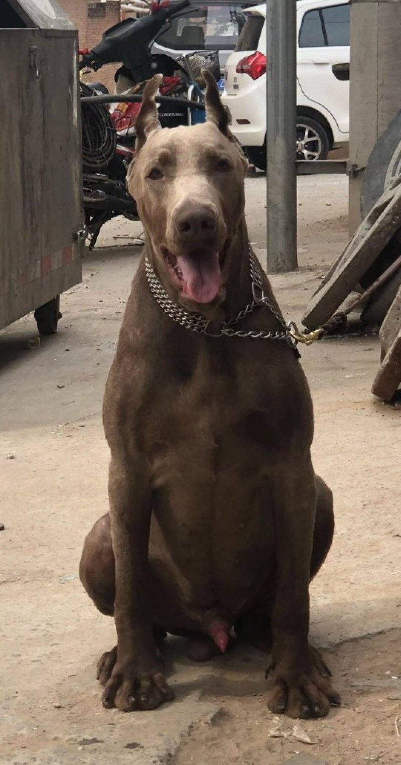宠物狗