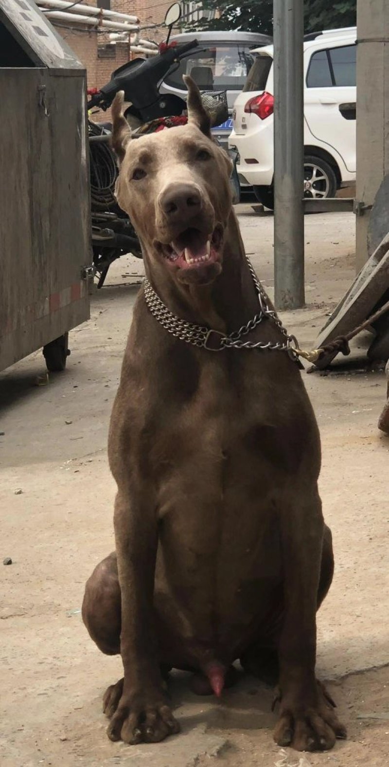 宠物狗