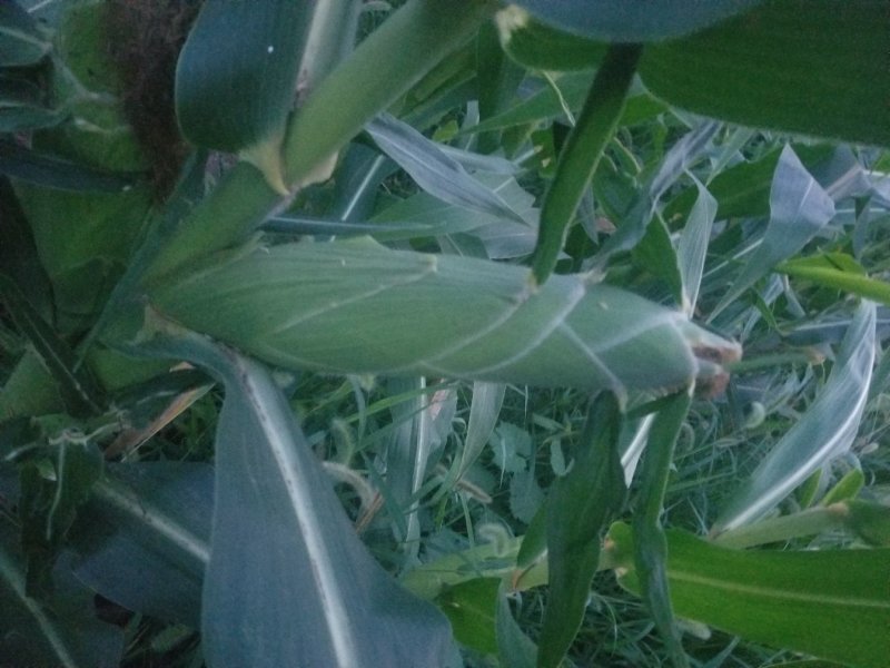 水果玉米