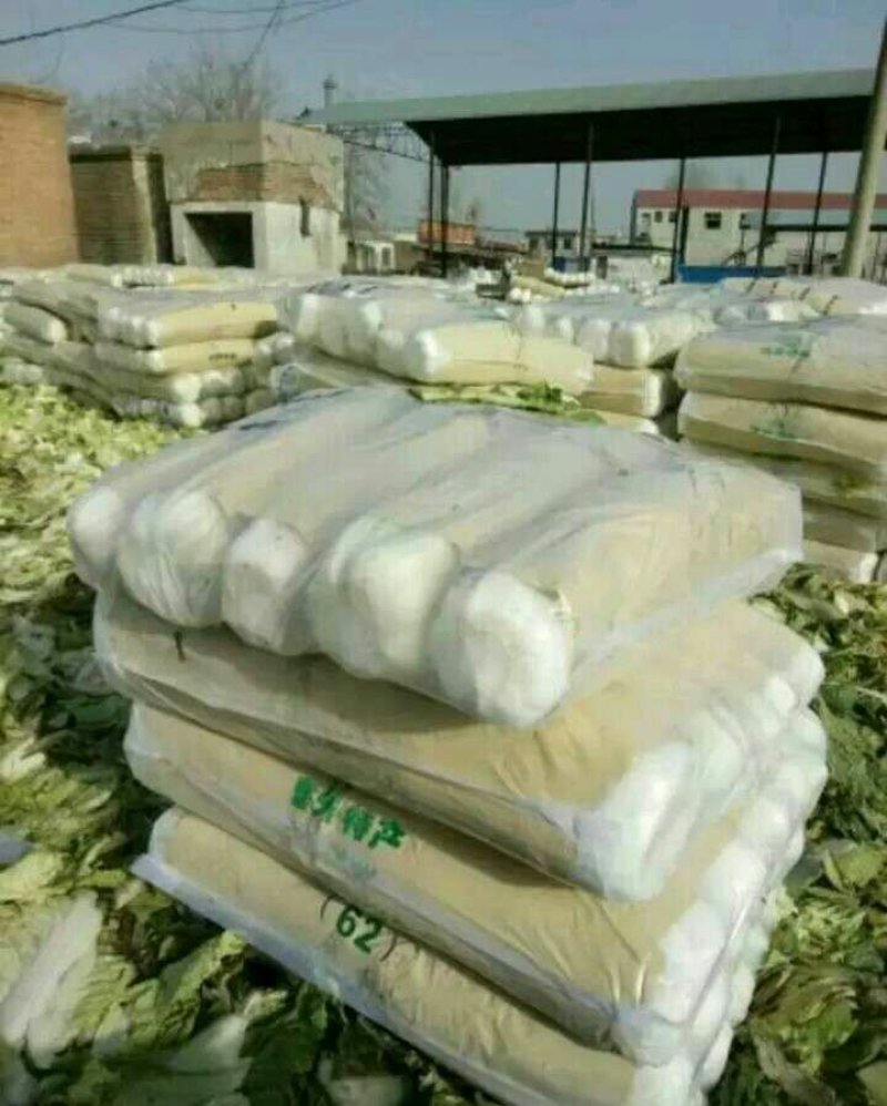 北京新三号白菜大量上市