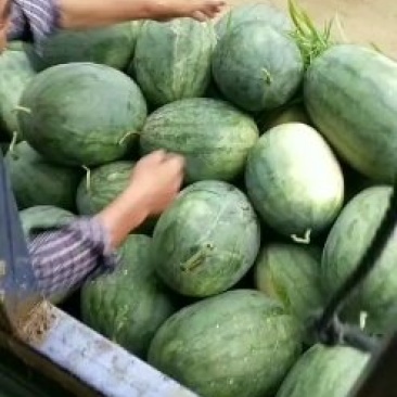 西瓜