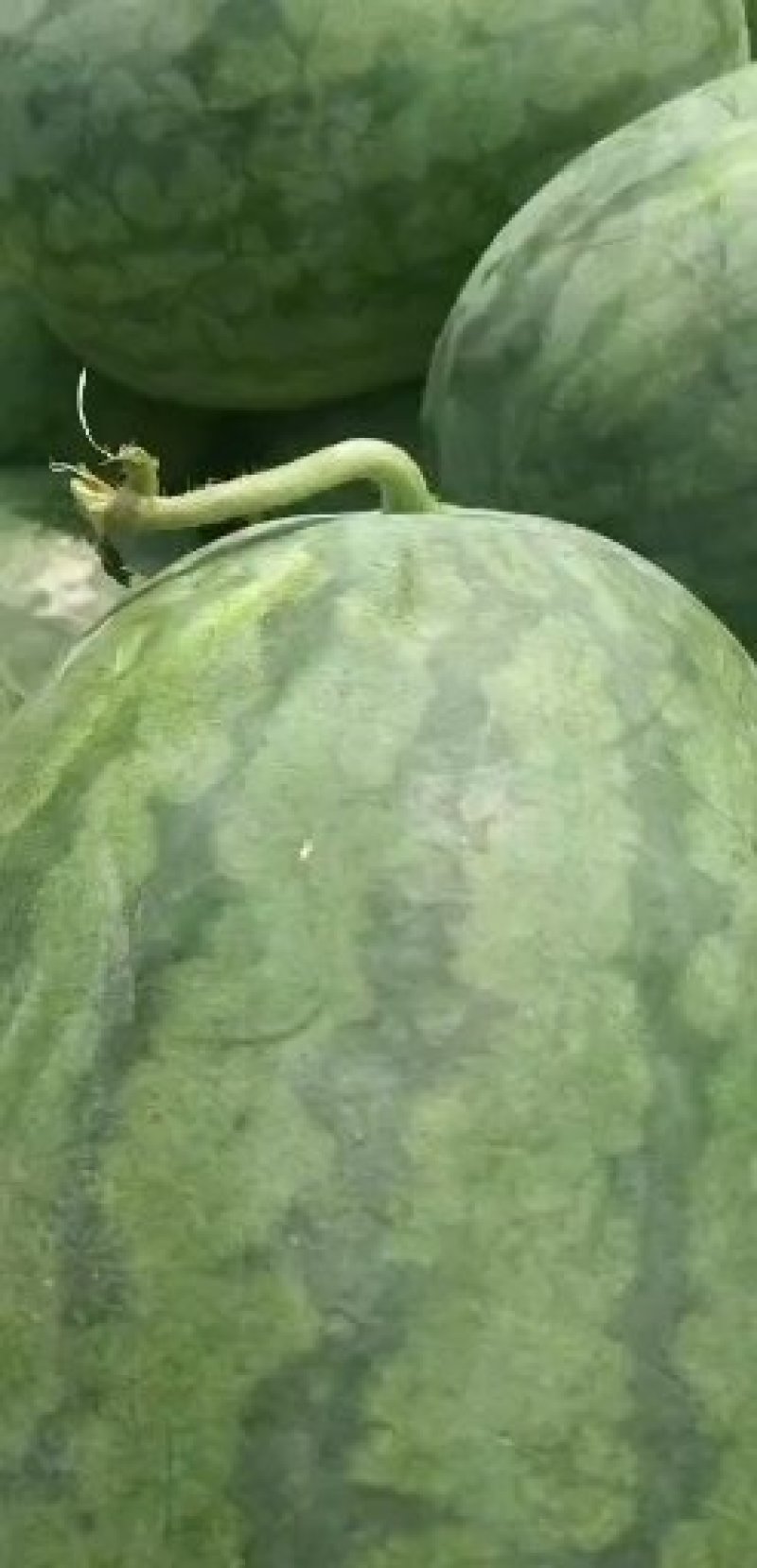 西瓜
