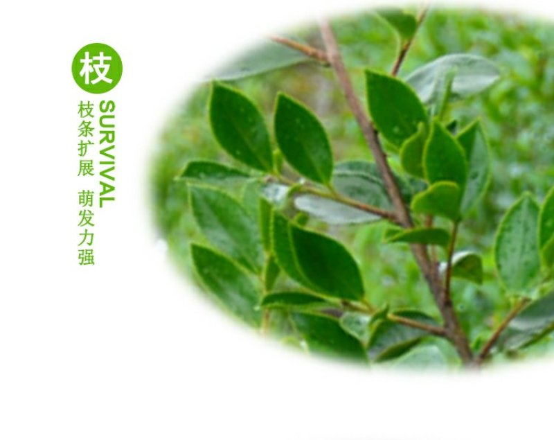茶梅园林绿化工程苗木树苗花园植物苗圃货