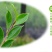 茶梅园林绿化工程苗木树苗花园植物苗圃货