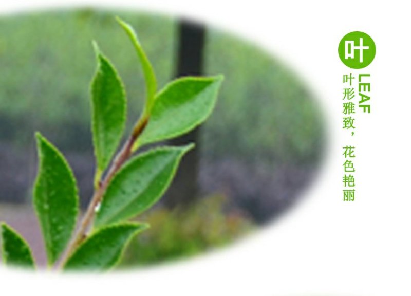 茶梅园林绿化工程苗木树苗花园植物苗圃货