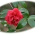 茶梅园林绿化工程苗木树苗花园植物苗圃货