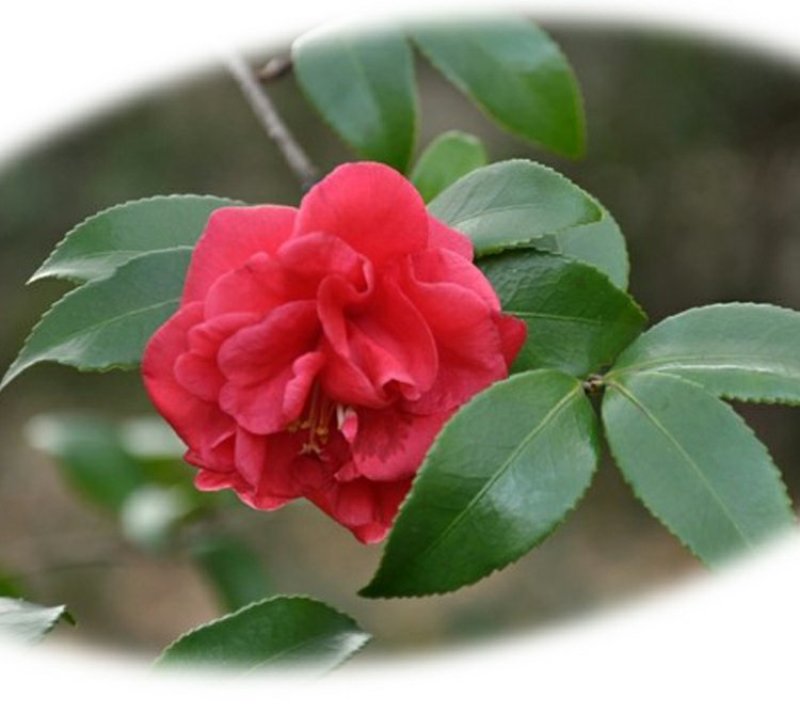 茶梅园林绿化工程苗木树苗花园植物苗圃货