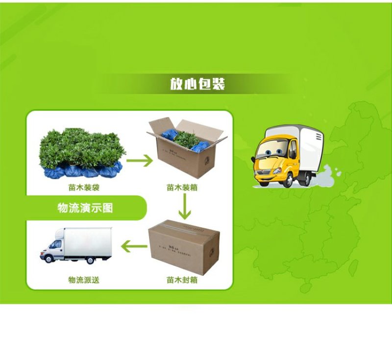 茶梅园林绿化工程苗木树苗花园植物苗圃货