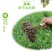 茶梅园林绿化工程苗木树苗花园植物苗圃货