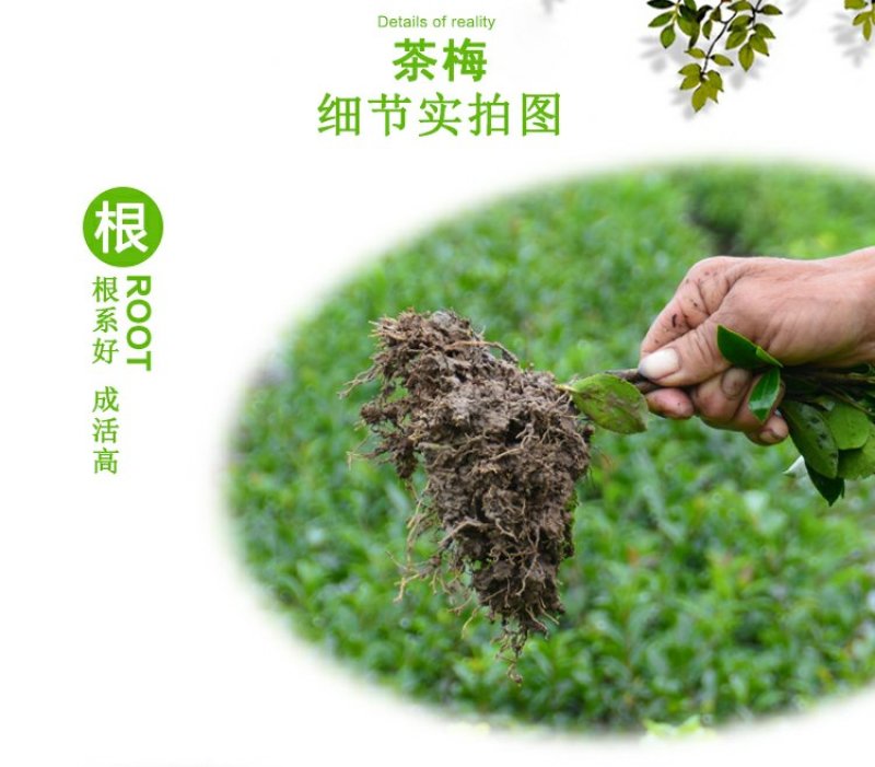 茶梅园林绿化工程苗木树苗花园植物苗圃货