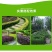 茶梅园林绿化工程苗木树苗花园植物苗圃货