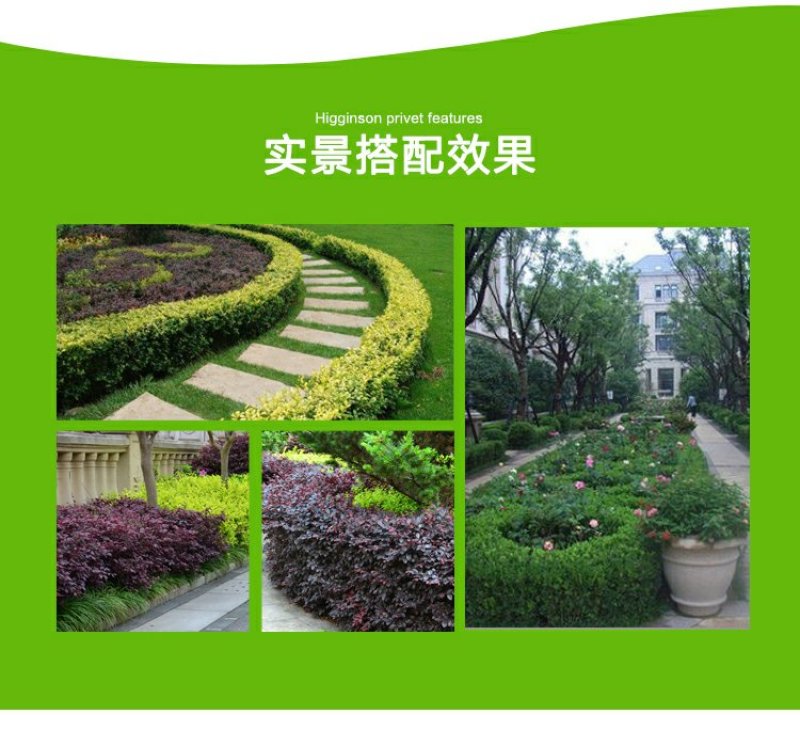 茶梅园林绿化工程苗木树苗花园植物苗圃货