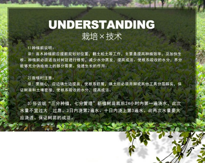 茶梅园林绿化工程苗木树苗花园植物苗圃货