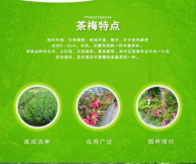 茶梅园林绿化工程苗木树苗花园植物苗圃货