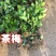 茶梅园林绿化工程苗木树苗花园植物苗圃货