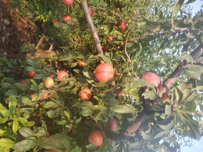 红布林李子，