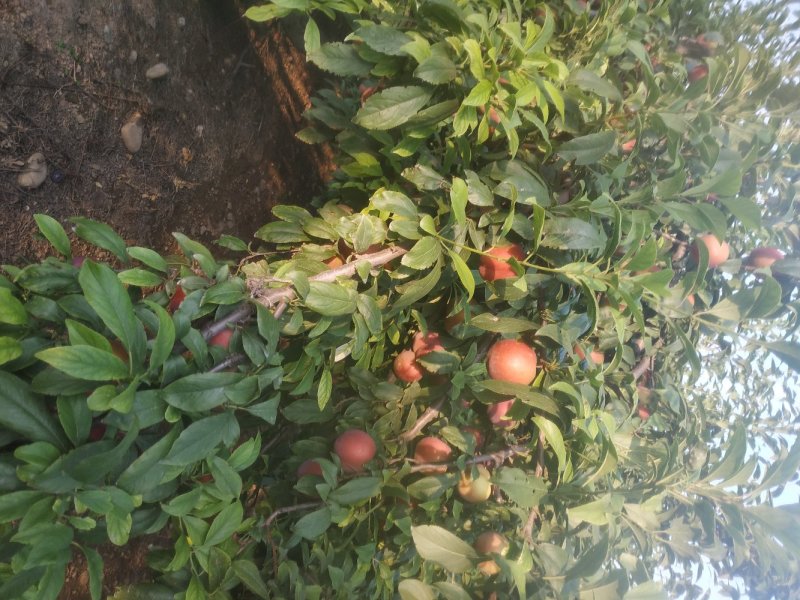 红布林李子，