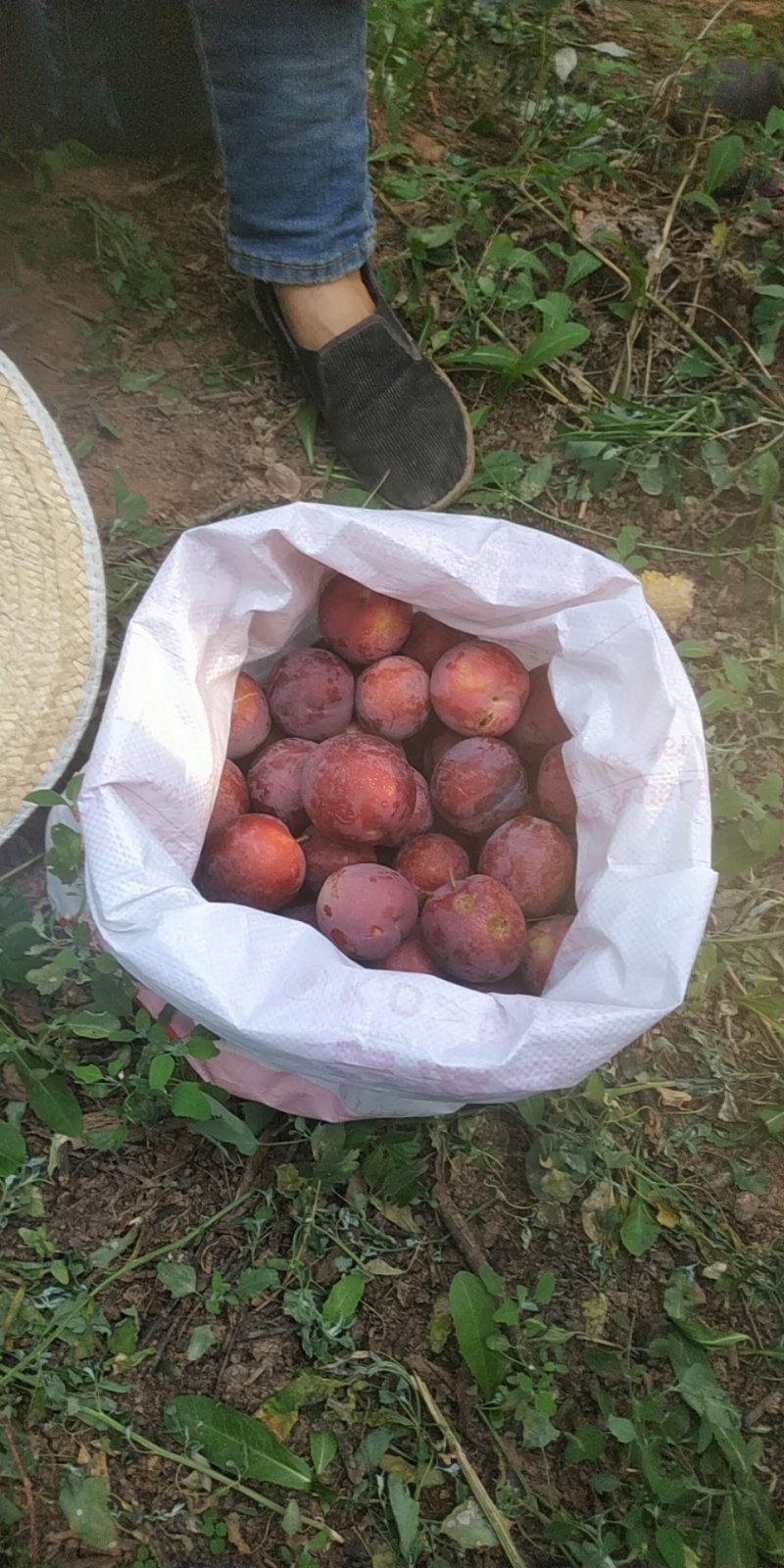 红布林李子，