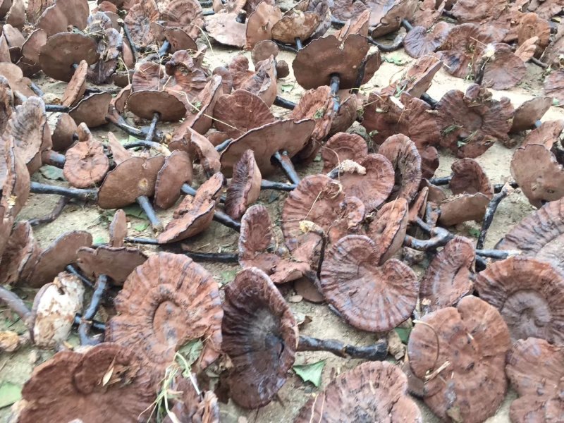 桂林生态灵芝