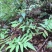 桂林生态灵芝