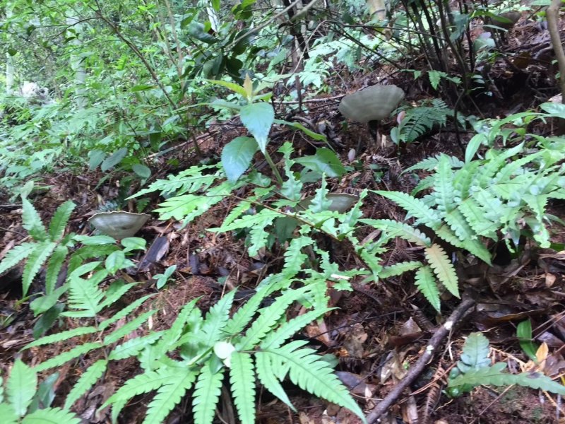 桂林生态灵芝