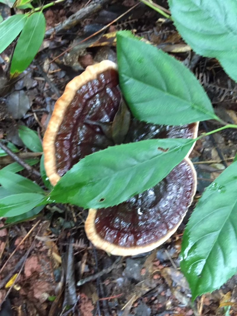 桂林生态灵芝