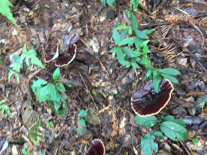 桂林生态灵芝