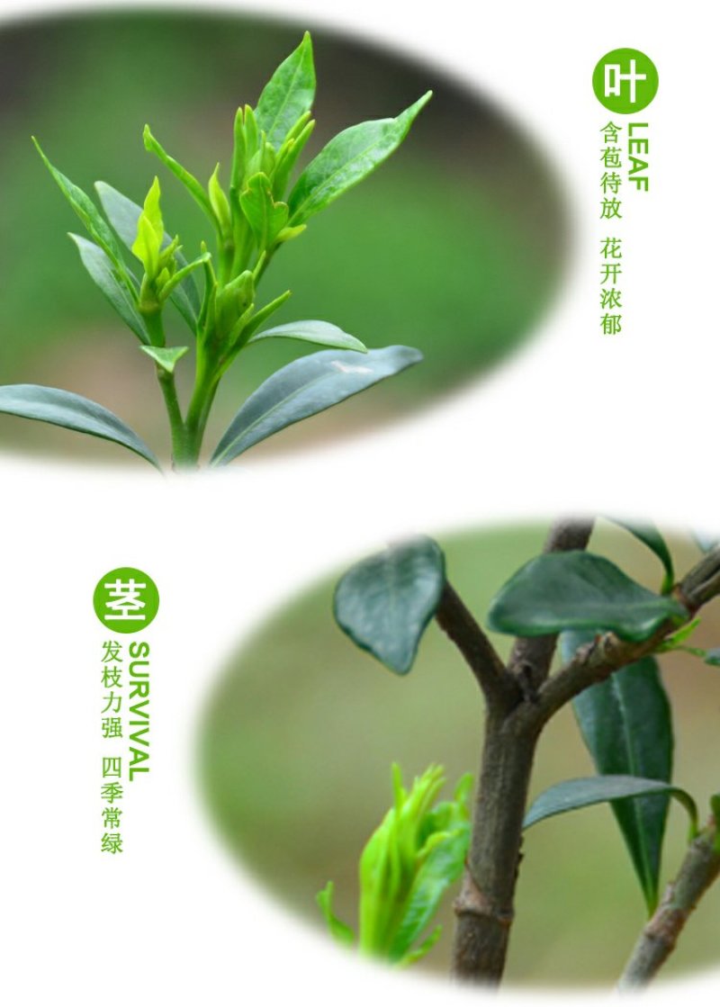小叶栀子四季常青树苗栀子花小苗绿化工程苗木