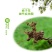 小叶栀子四季常青树苗栀子花小苗绿化工程苗木