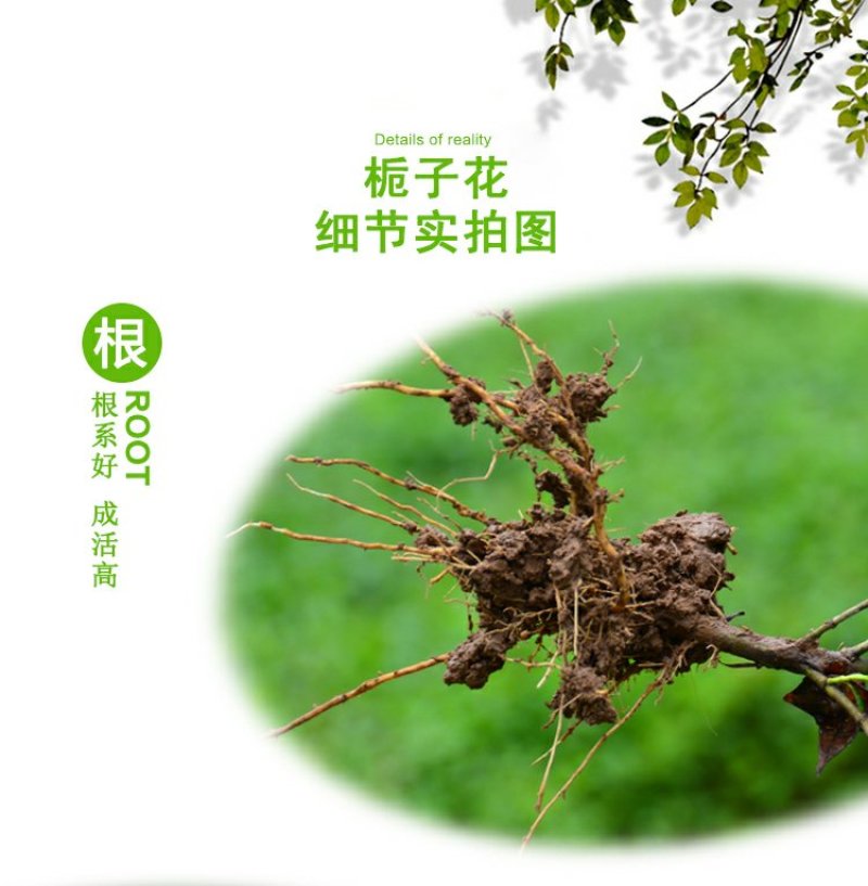 小叶栀子四季常青树苗栀子花小苗绿化工程苗木